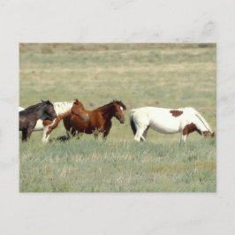 Herd van wilde paarden briefkaart