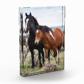 Herd van wilde paarden fotoblokken (Links)