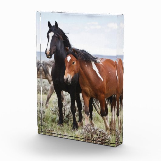 Herd van wilde paarden fotoblokken (Rechts)