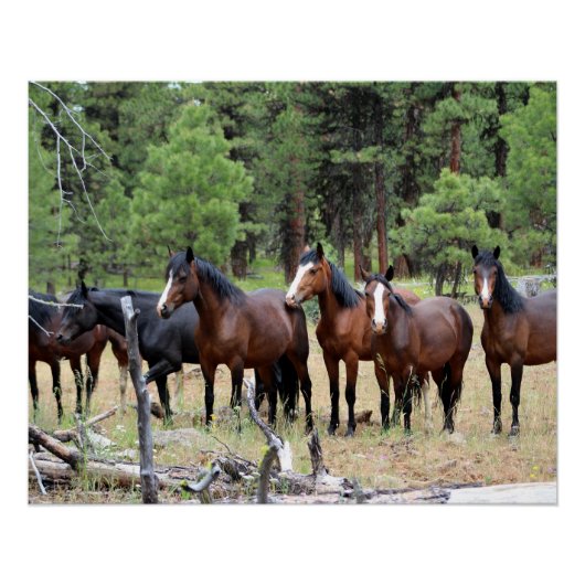 Herd van wilde paarden perfect poster (Voorkant)