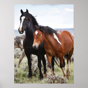 Herd van wilde paarden poster