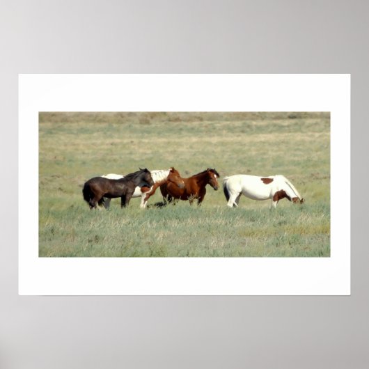 Herd van wilde paarden poster (Voorkant)