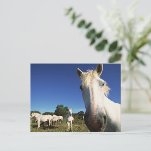 Herd van witte paarden briefkaart (Staand voorkant)