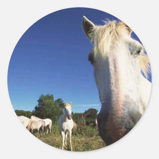 Herd van witte paarden ronde sticker (Voorkant)