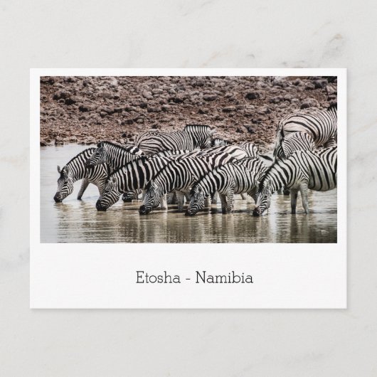 Herd van Zebra door Watergat in Etosha, Namibië Briefkaart (Voorkant)