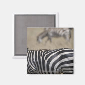 Herd van Zebras grazing, Masai Mara Game Reserve Magneet (Voorkant / Achterkant)