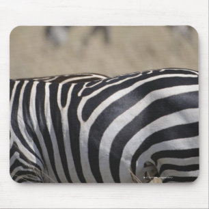 Herd van Zebras grazing, Masai Mara Game Reserve Muismat