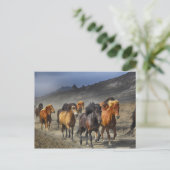 Herd van zwarte en bruine paarden briefkaart (Staand voorkant)