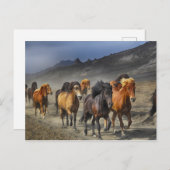 Herd van zwarte en bruine paarden briefkaart (Voorkant / Achterkant)