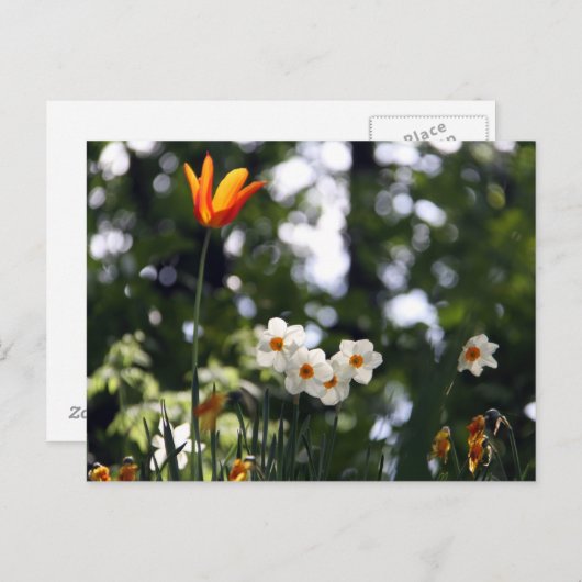 Herdenking Briefkaart (Voorkant / Achterkant)