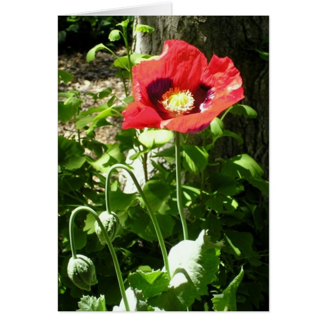 Herdenking Poppie (Voorkant)