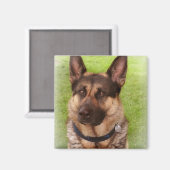 Herder Hond Vierkante Magneet (Voorkant / Achterkant)