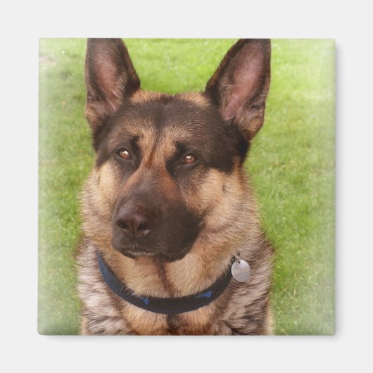 Herder Hond Vierkante Magneet (Voorkant)