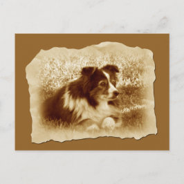 Herdershond  Sepia Tones Briefkaart