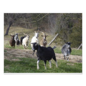 Herding Home Foto Afdruk (Voorkant)