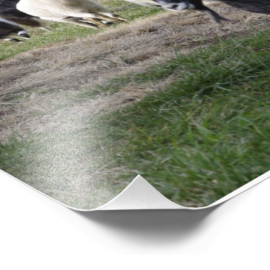 Herding Home Foto Afdruk (Hoek)