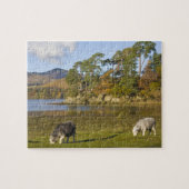 Herdwick schaap bij Friars Crag, Derwentwater, 2 Legpuzzel (Horizontaal)