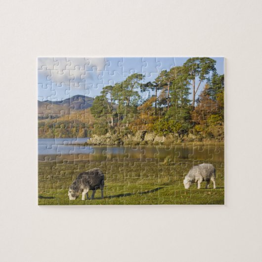 Herdwick schaap bij Friars Crag, Derwentwater, 2 Legpuzzel (Horizontaal)