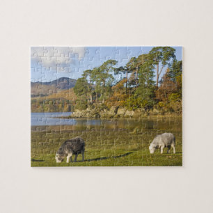 Herdwick schapen bij Friars Crag, Derwentwater, 2 Legpuzzel