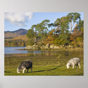 Herdwick schapen bij Friars Crag, Derwentwater, 2 Poster