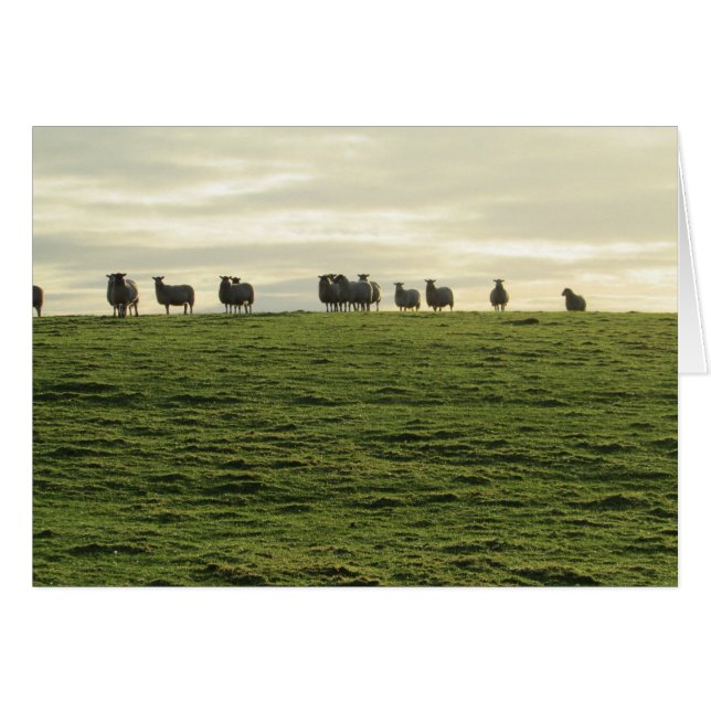 Herdwick Sheep (Voorkant Horizontaal)