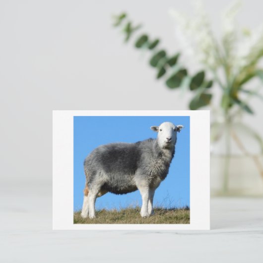 Herdwick Sheep Briefkaart (Staand voorkant)