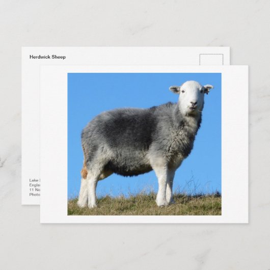 Herdwick Sheep Briefkaart (Voorkant / Achterkant)