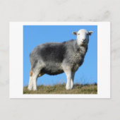 Herdwick Sheep Briefkaart (Voorkant)