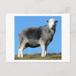 Herdwick Sheep Briefkaart