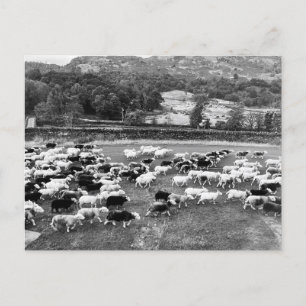 Herdwick Sheep Briefkaart