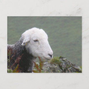 Herdwick Sheep Briefkaart