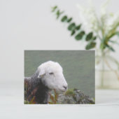 Herdwick Sheep Briefkaart (Staand voorkant)