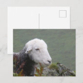 Herdwick Sheep Briefkaart (Voorkant / Achterkant)