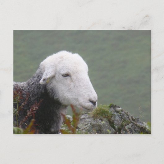 Herdwick Sheep Briefkaart (Voorkant)