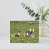 Herdwick Sheep Lake District Briefkaart (Staand voorkant)