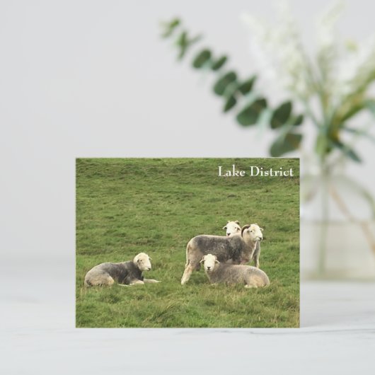 Herdwick Sheep Lake District Briefkaart (Staand voorkant)