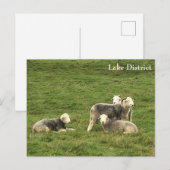 Herdwick Sheep Lake District Briefkaart (Voorkant / Achterkant)
