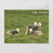 Herdwick Sheep Lake District Briefkaart (Voorkant)