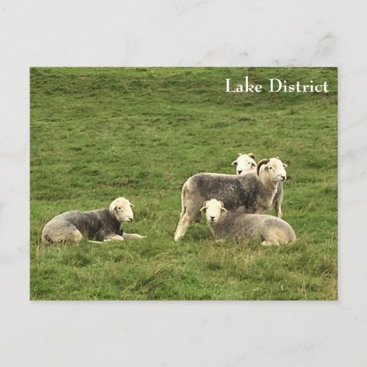 Herdwick Sheep Lake District Briefkaart (Voorkant)
