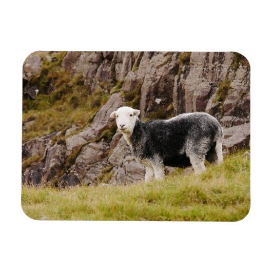 Herdwick Sheep Magnet Magneet (Horizontaal)