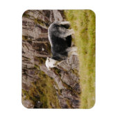 Herdwick Sheep Magnet Magneet (Verticaal)