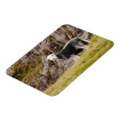 Herdwick Sheep Magnet Magneet (Linkerzijde)