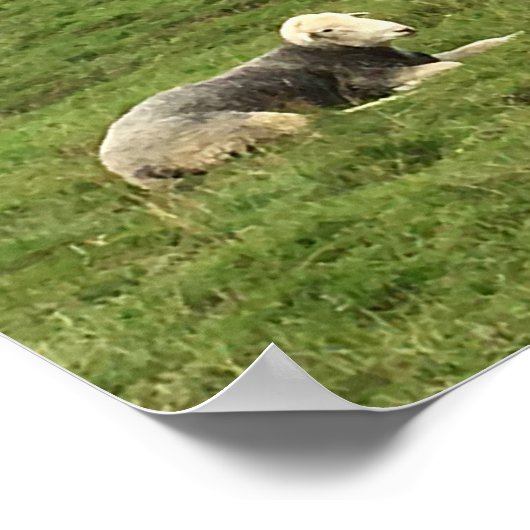 Herdwick Sheep Poster (Hoek)