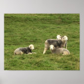 Herdwick Sheep Poster (Voorkant)