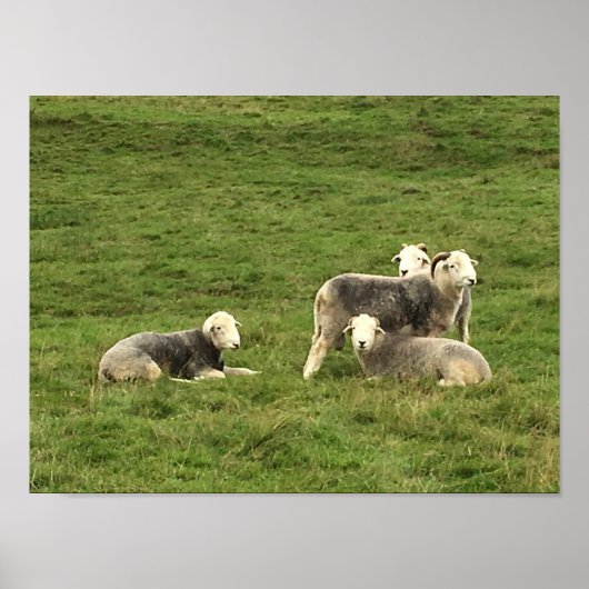 Herdwick Sheep Poster (Voorkant)