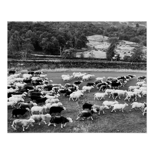 Herdwick Sheep Poster (Voorkant)