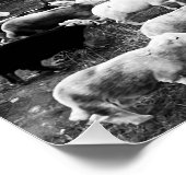 Herdwick Sheep Poster (Hoek)