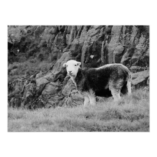 Herdwick Sheep Poster (Voorkant)