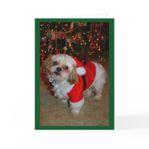 Here Comes Santa Paws!