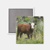 Hereford calf (Bos taurus) in de weide van prairie Magneet (Voorkant / Achterkant)